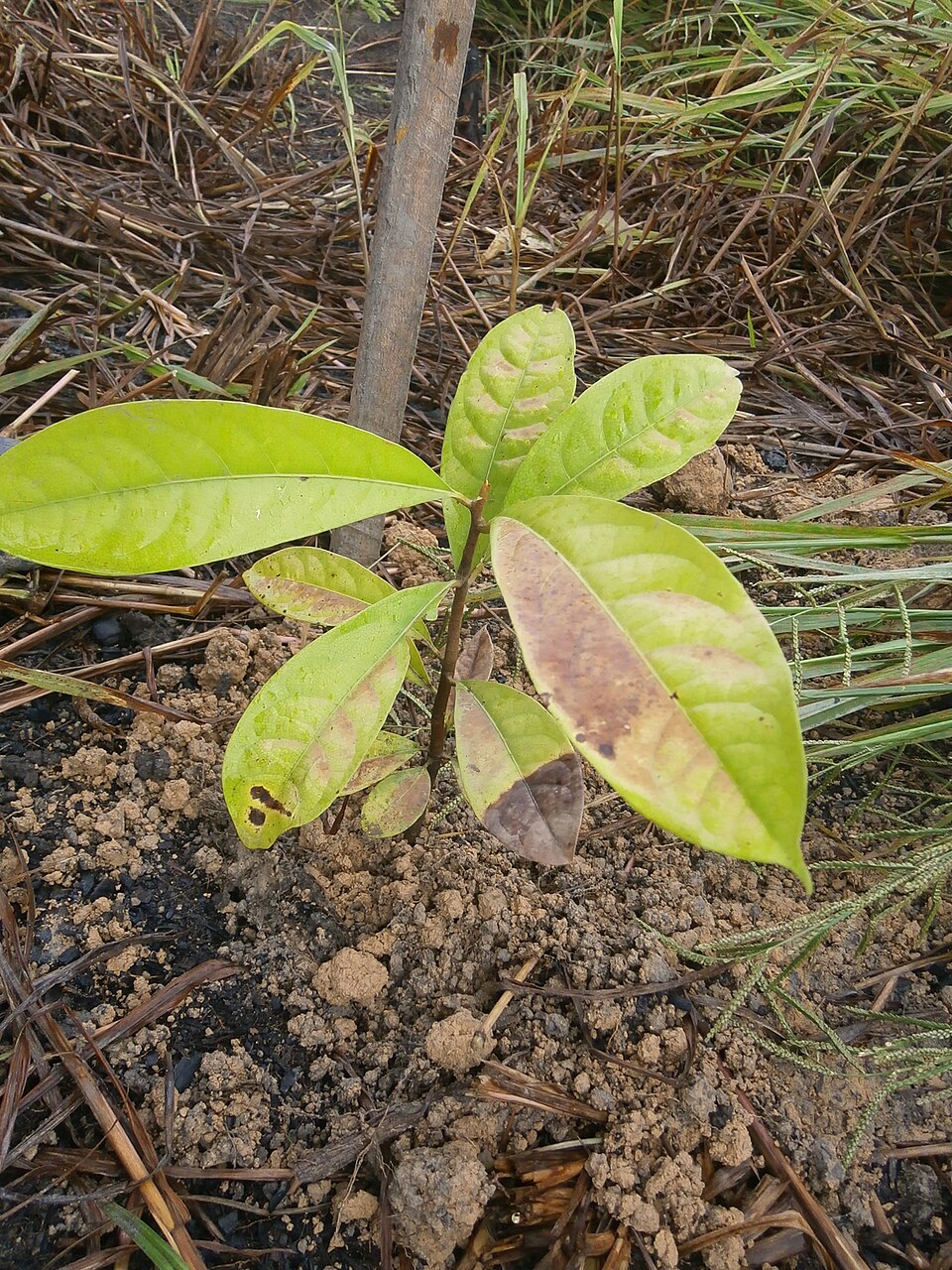 Tinh dầu Gỗ hồng (Aniba rosaeodora) — minh hoạ thực vật