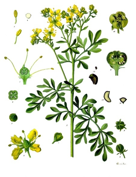 Tinh dầu Cảo (Ruta graveolens) — minh hoạ thực vật