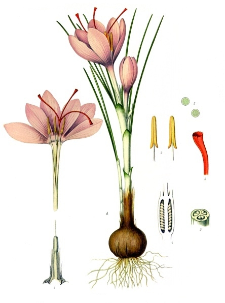 Tinh dầu Nghệ tây (Crocus sativus) — minh hoạ thực vật