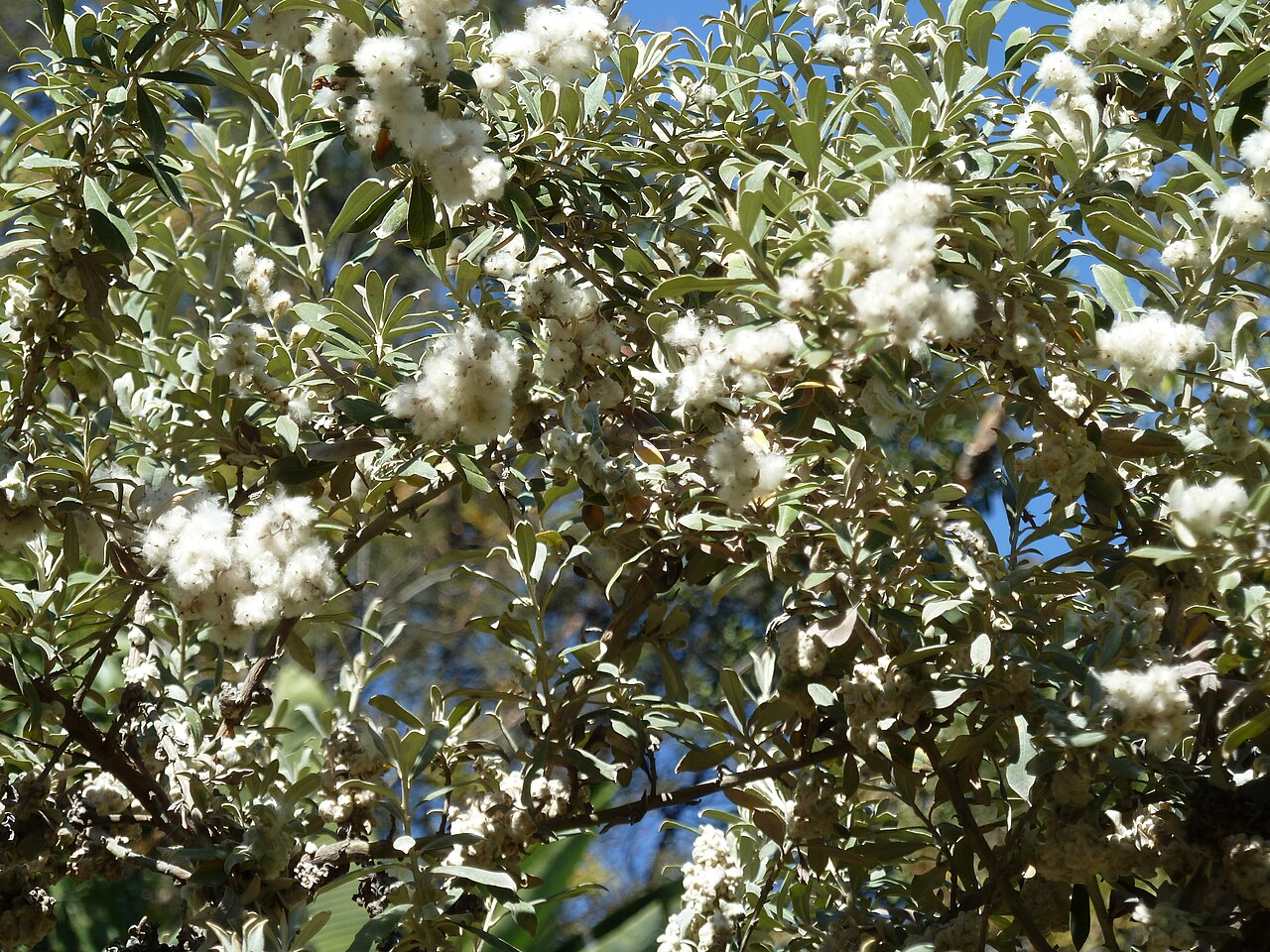 Tinh dầu Xô thơm hoang Phi (Tarchonanthus camphoratus) — minh hoạ thực vật