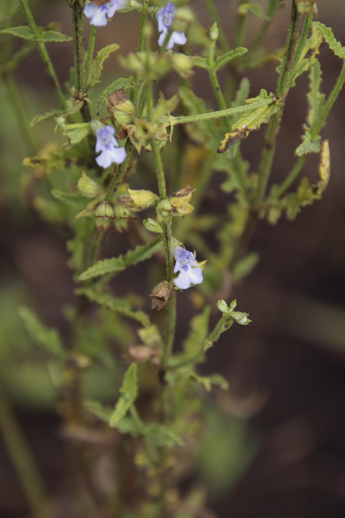 Tinh dầu Xô thơm Blue Mountain (Salvia stenophylla) — minh hoạ thực vật