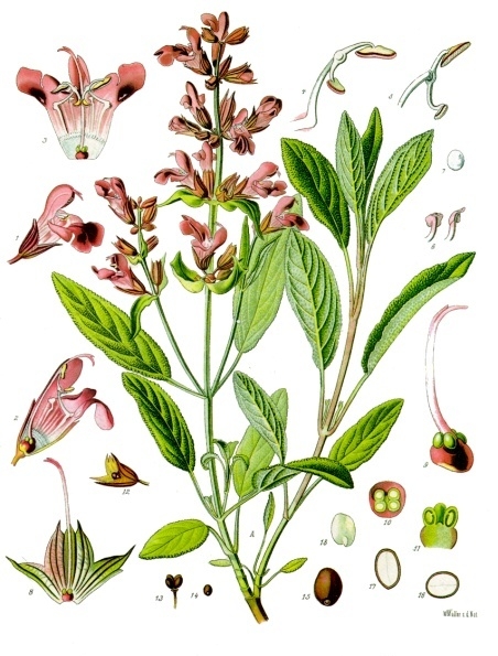 Tinh dầu Xô thơm Dalmatia (Salvia officinalis) — minh hoạ thực vật