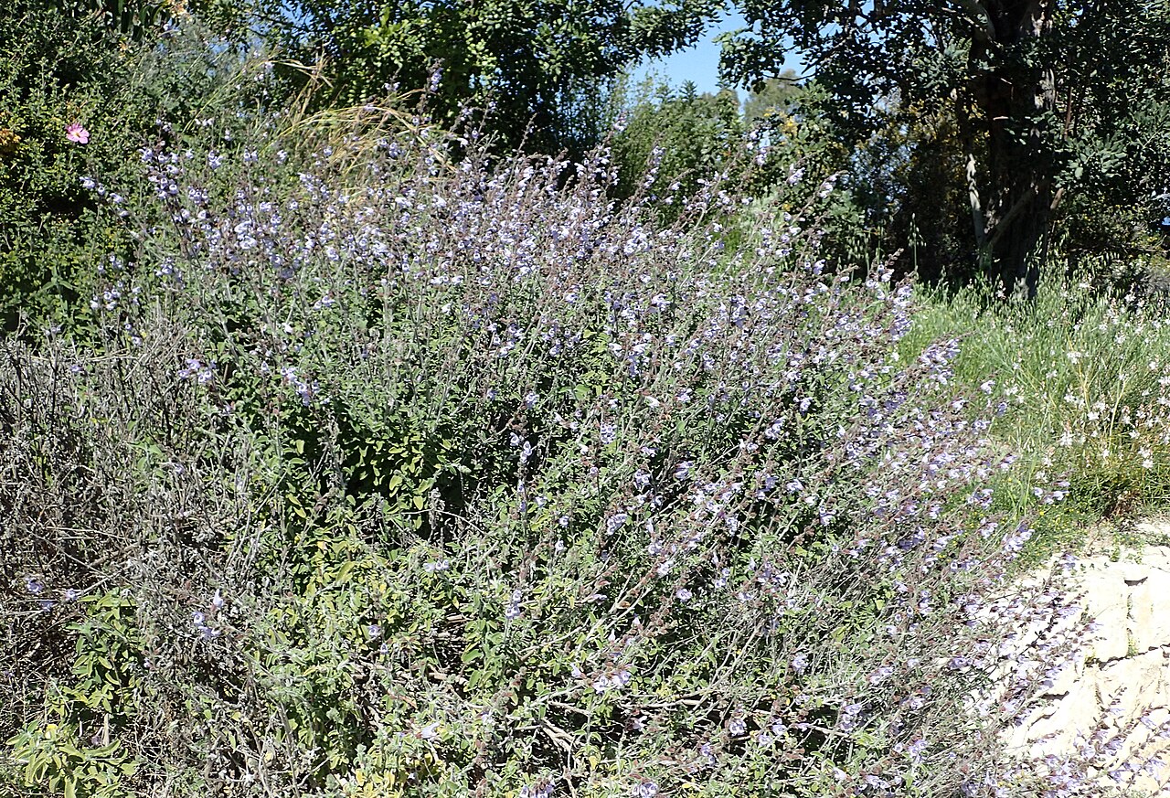 Tinh dầu Xô thơm Hy Lạp (Salvia fruticosa) — minh hoạ thực vật