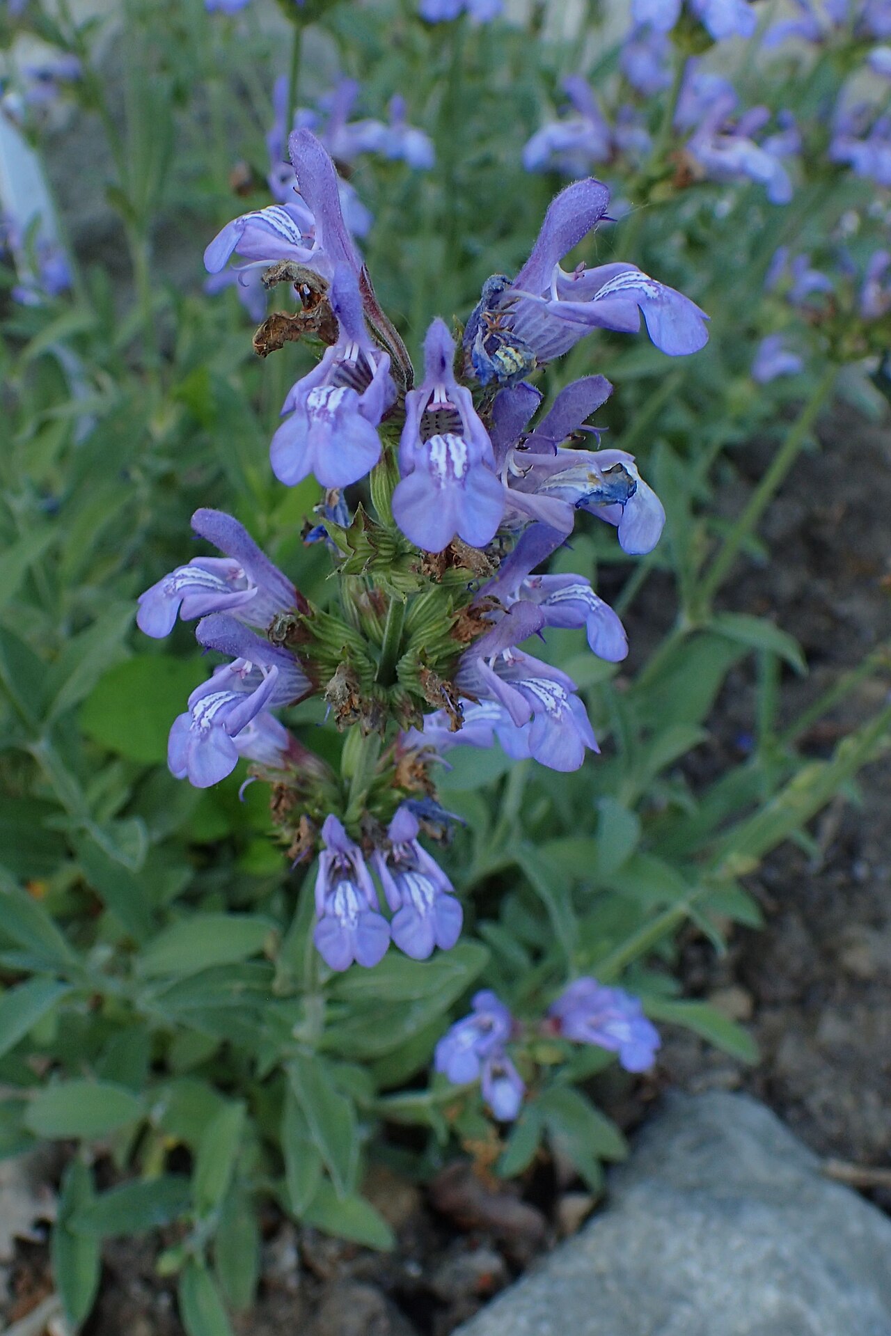 Tinh dầu Xô thơm Tây Ban Nha (Salvia lavandulifolia) — minh hoạ thực vật