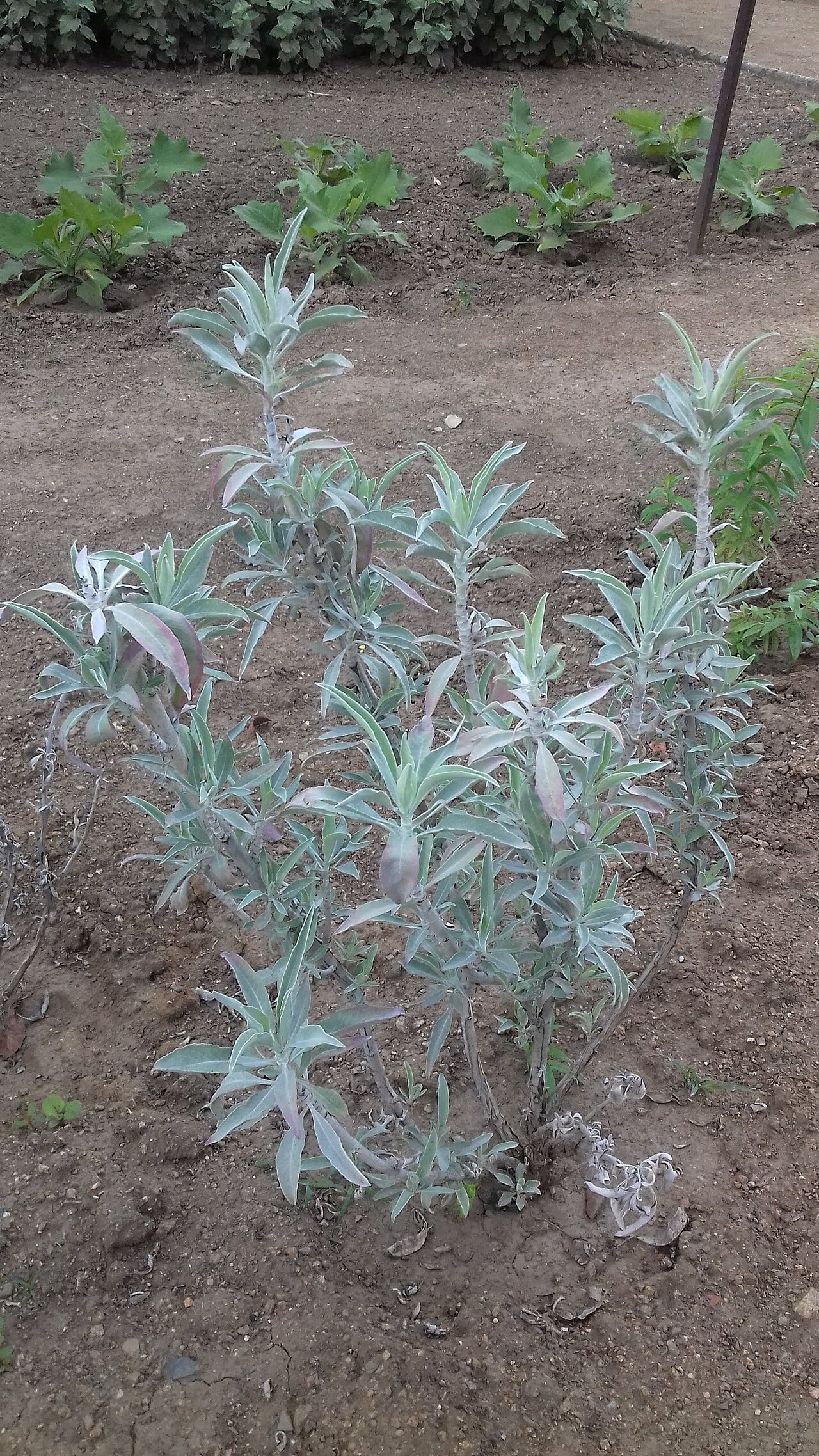 Tinh dầu Xô thơm trắng (Salvia apiana) — minh hoạ thực vật