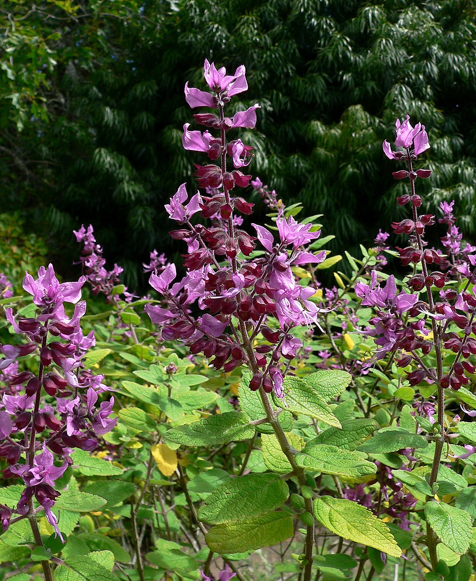 Tinh dầu Xô thơm hoang núi (Hemizygia petiolata) — minh hoạ thực vật