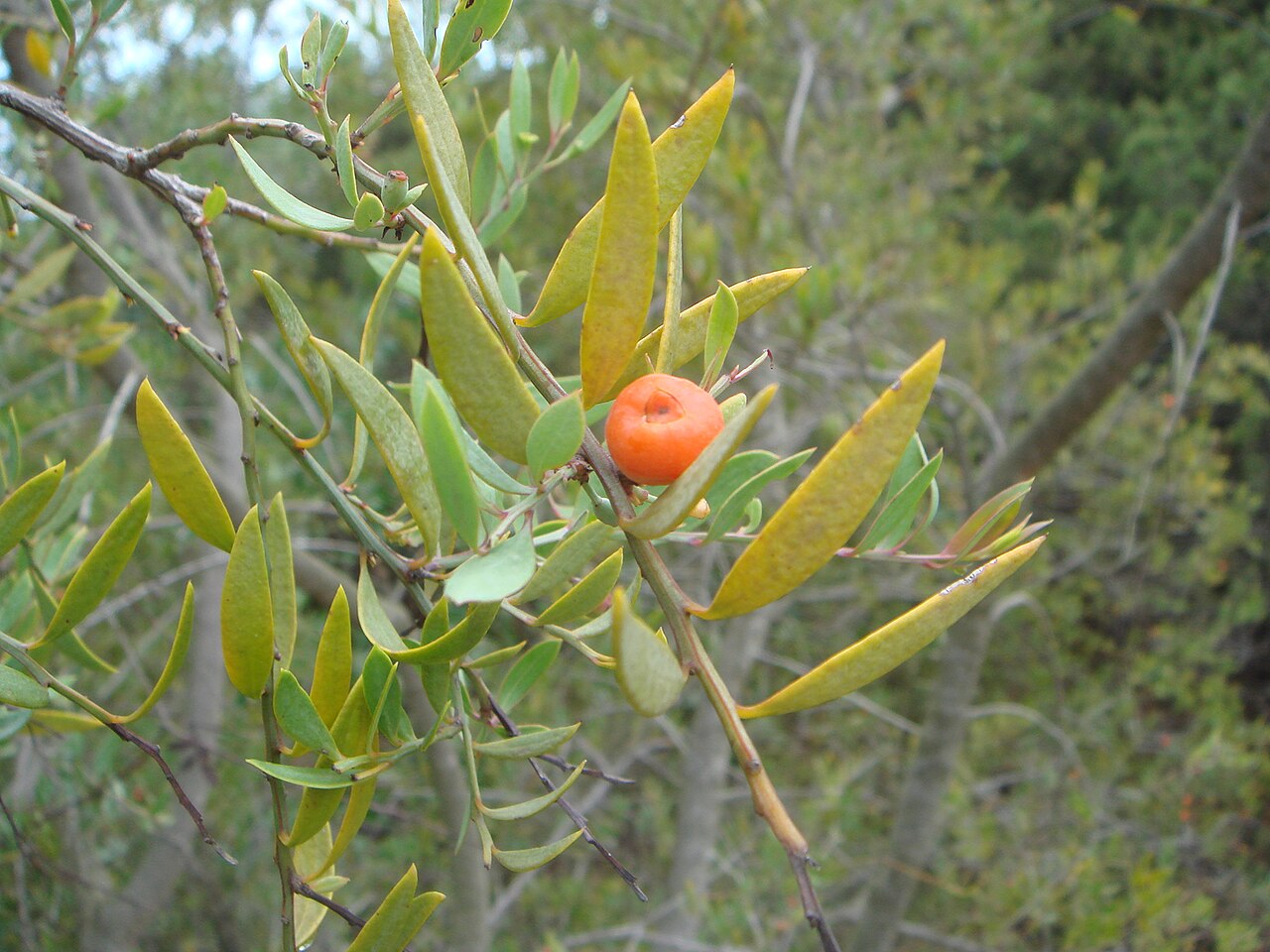 Tinh dầu Đàn hương Đông Phi (Osyris lanceolata / Osyris tenuifolia) — minh hoạ thực vật