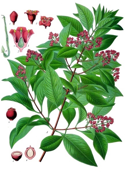 Tinh dầu Đàn hương Đông Ấn (Mysore) (Santalum album) — minh hoạ thực vật