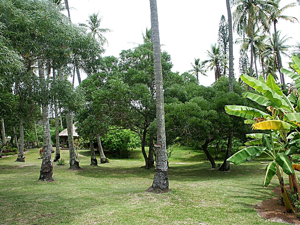Tinh dầu Đàn hương New Caledonia (Santalum austrocaledonicum) — minh hoạ thực vật