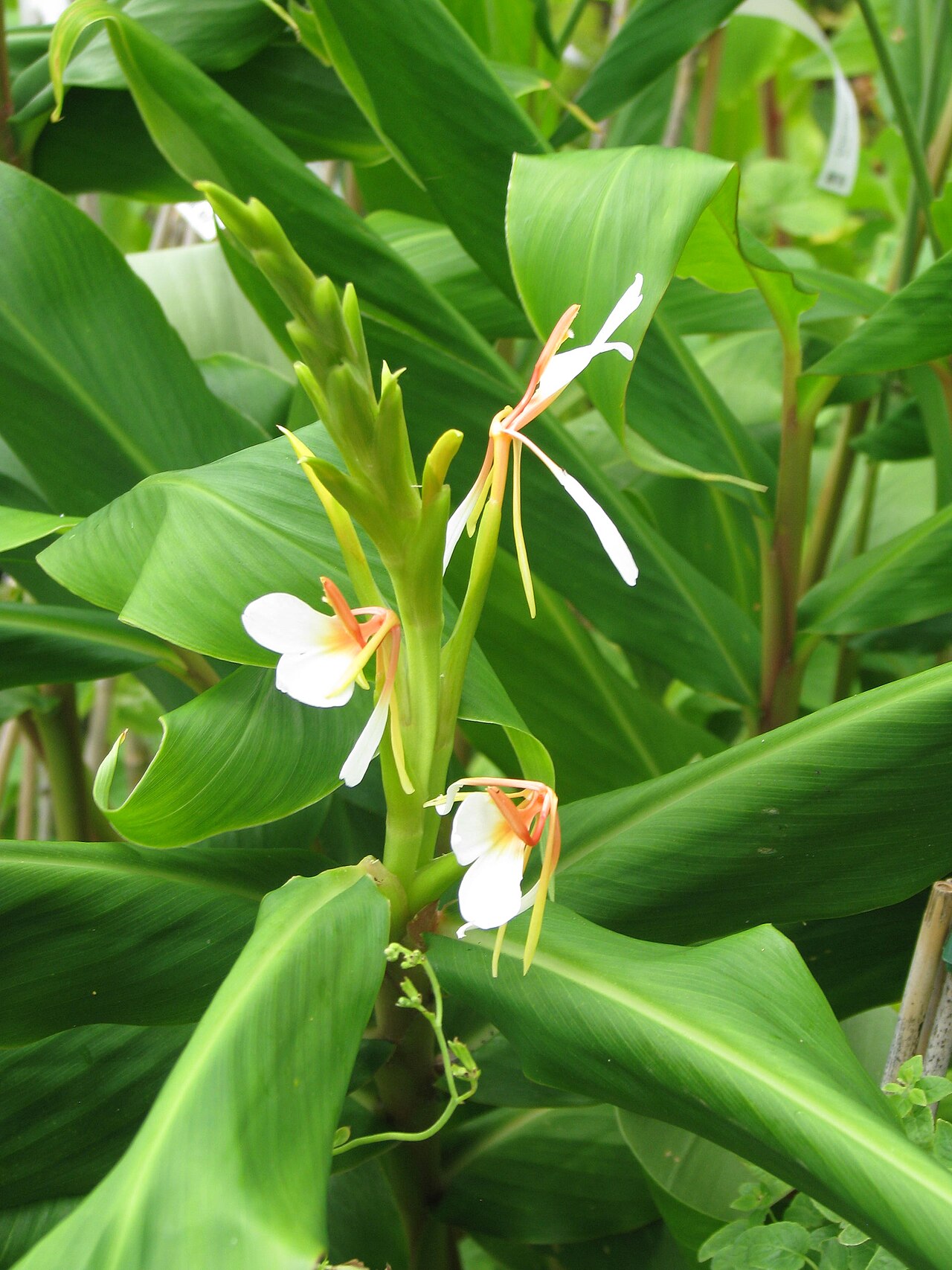 Tinh dầu Sanna (Hedychium spicatum) — minh hoạ thực vật
