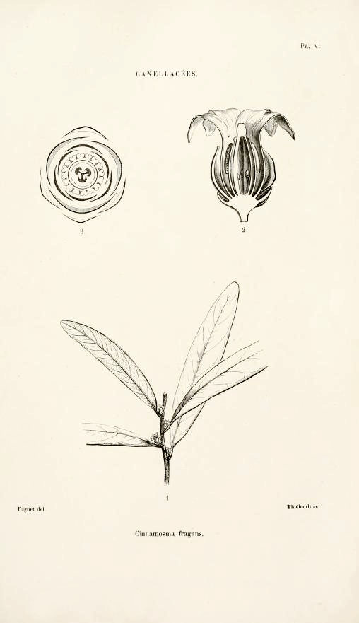 Tinh dầu Saro (Mandravasarotra) (Cinnamosma fragrans) — minh hoạ thực vật