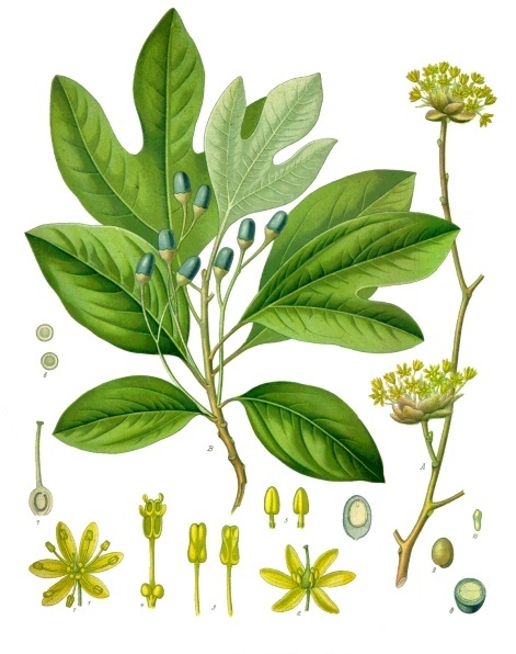 Tinh dầu Sassafras (Vỏ) (Sassafras albidum / Ocotea cymbarum) — minh hoạ thực vật