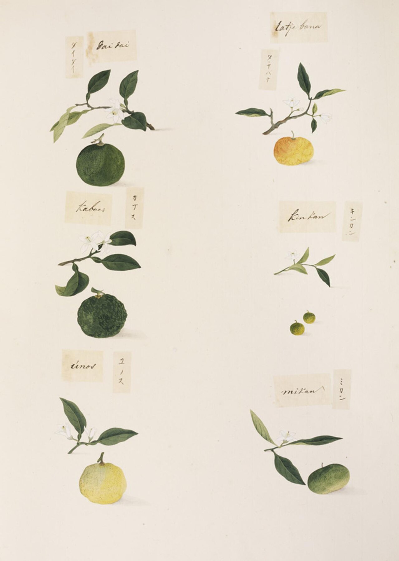 Tinh dầu Quýt Satsuma (Citrus unshiu) — minh hoạ thực vật