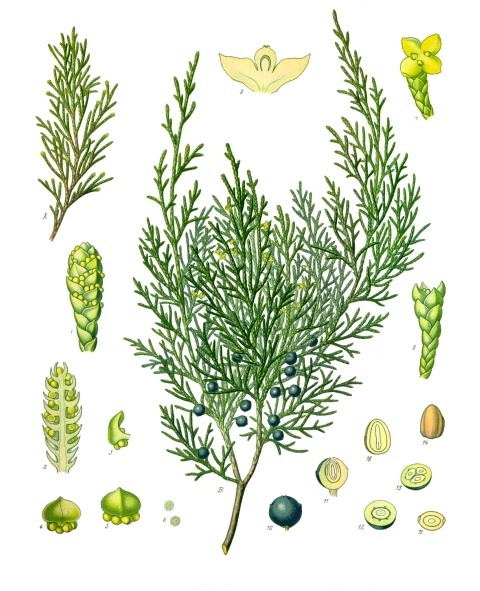 Tinh dầu Savin (Juniperus sabina) (Juniperus sabina) — minh hoạ thực vật