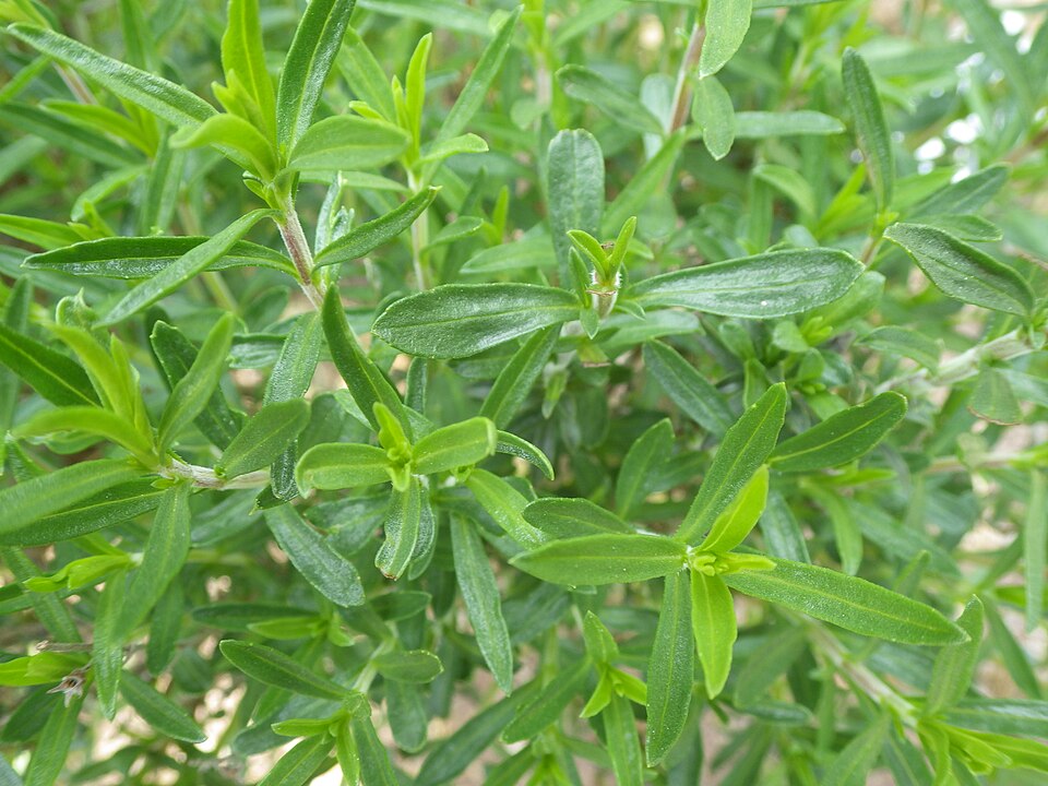 Tinh dầu Savory (Satureja hortensis (summer) / Satureia montana (winter)) — minh hoạ thực vật