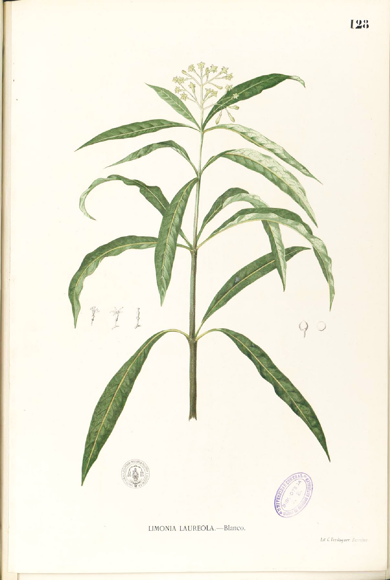 Tinh dầu Skimmia (Skimmia laureola) — minh hoạ thực vật