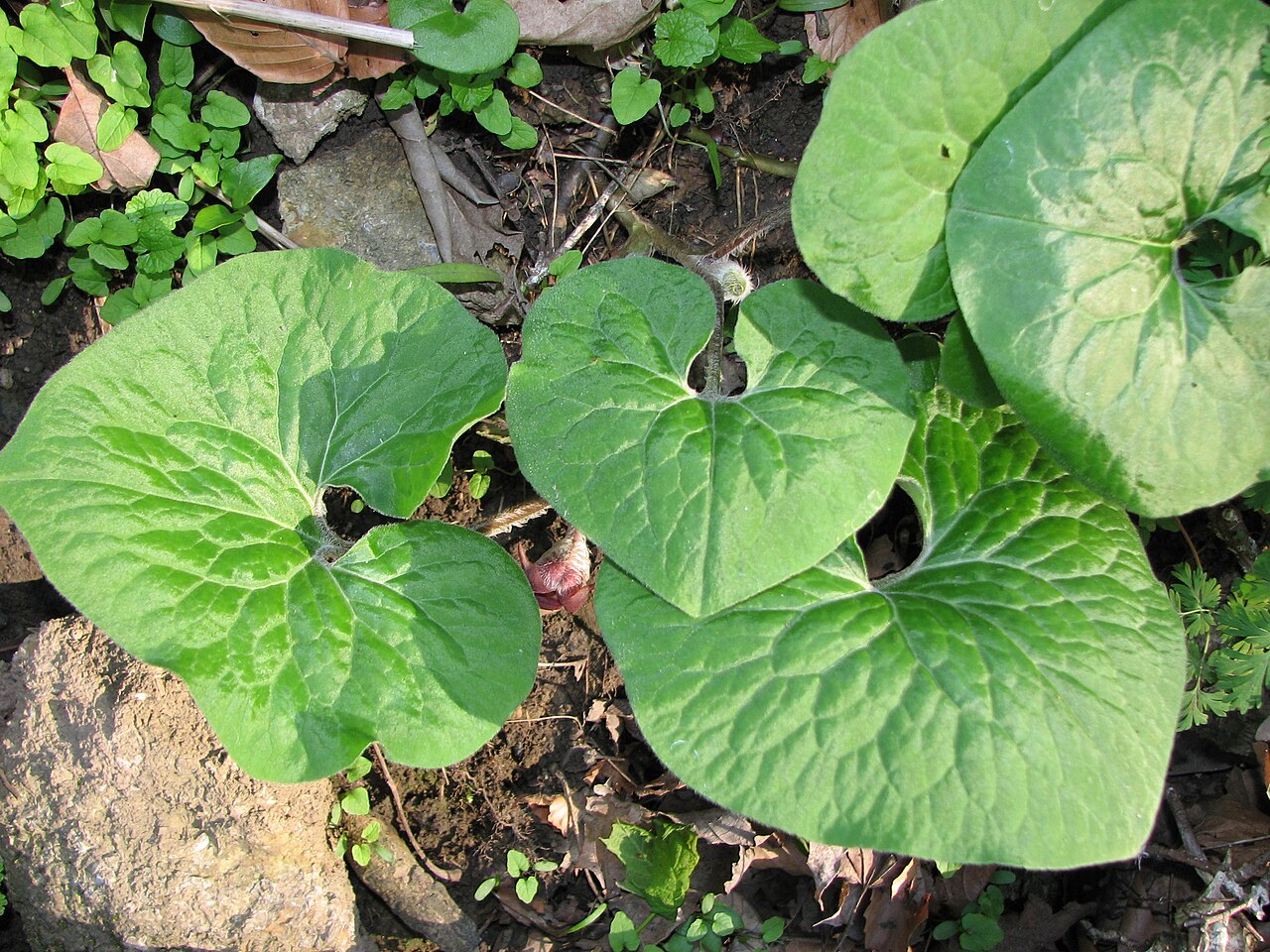 Tinh dầu Rễ rắn (Asarum canadense) — minh hoạ thực vật