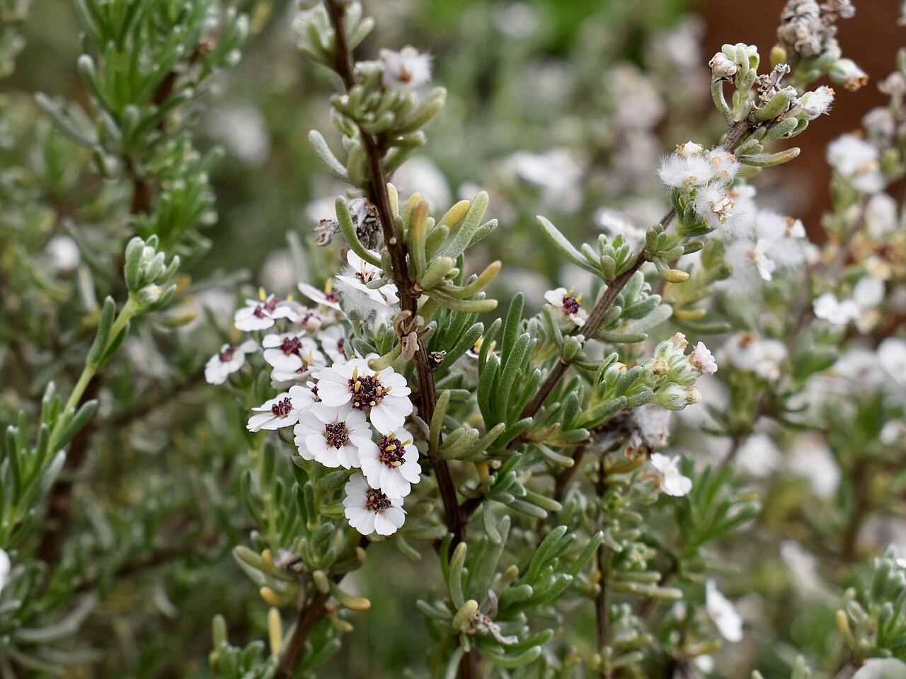 Tinh dầu Snowbush (Breynia) (Eriocephalus africanus) — minh hoạ thực vật