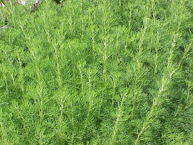 Tinh dầu Ngải nam (Artemisia abrotanum) — minh hoạ thực vật