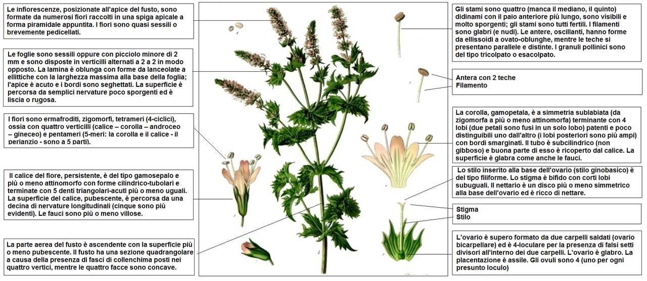 Tinh dầu Bạc hà lục (Mentha spicata / Mentha cardiaca) — minh hoạ thực vật