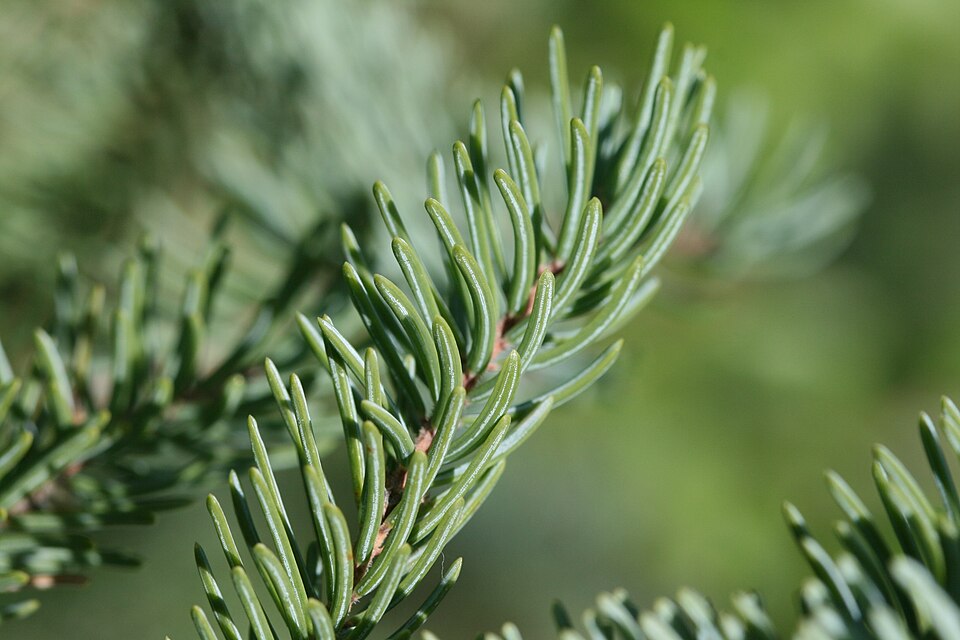 Tinh dầu Vân sam đen (Picea mariana) — minh hoạ thực vật