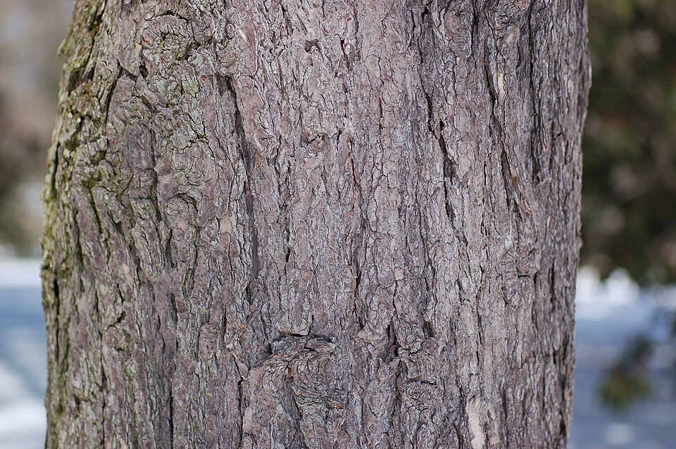 Tinh dầu Vân sam Hemlock (Tsuga canadensis) — minh hoạ thực vật
