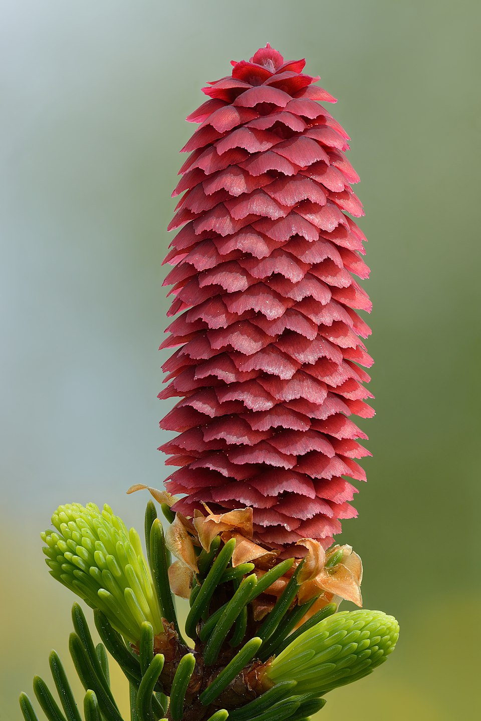 Tinh dầu Vân sam Na Uy (Picea abies) — minh hoạ thực vật