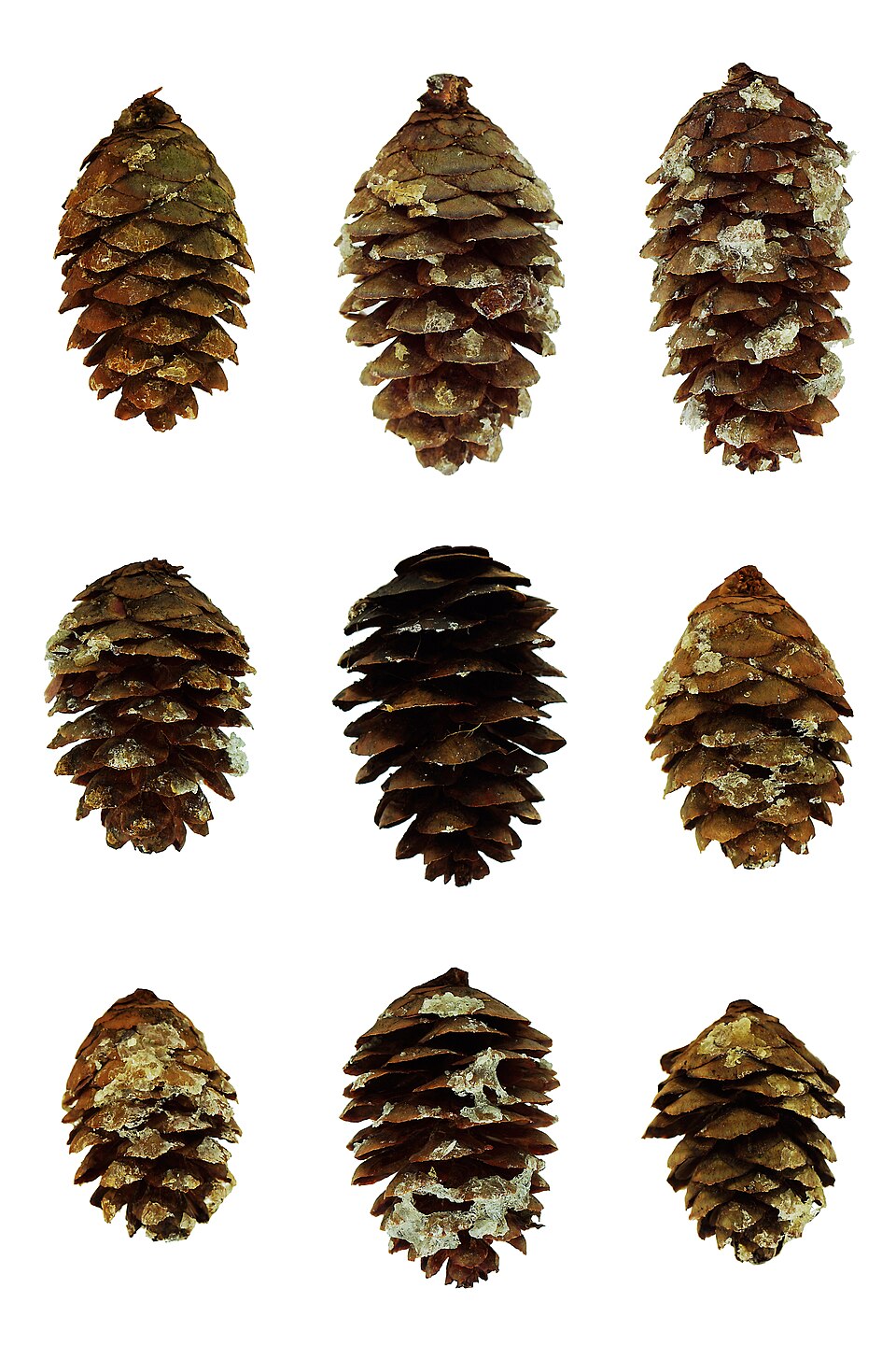 Tinh dầu Vân sam đỏ (Picea rubens) — minh hoạ thực vật