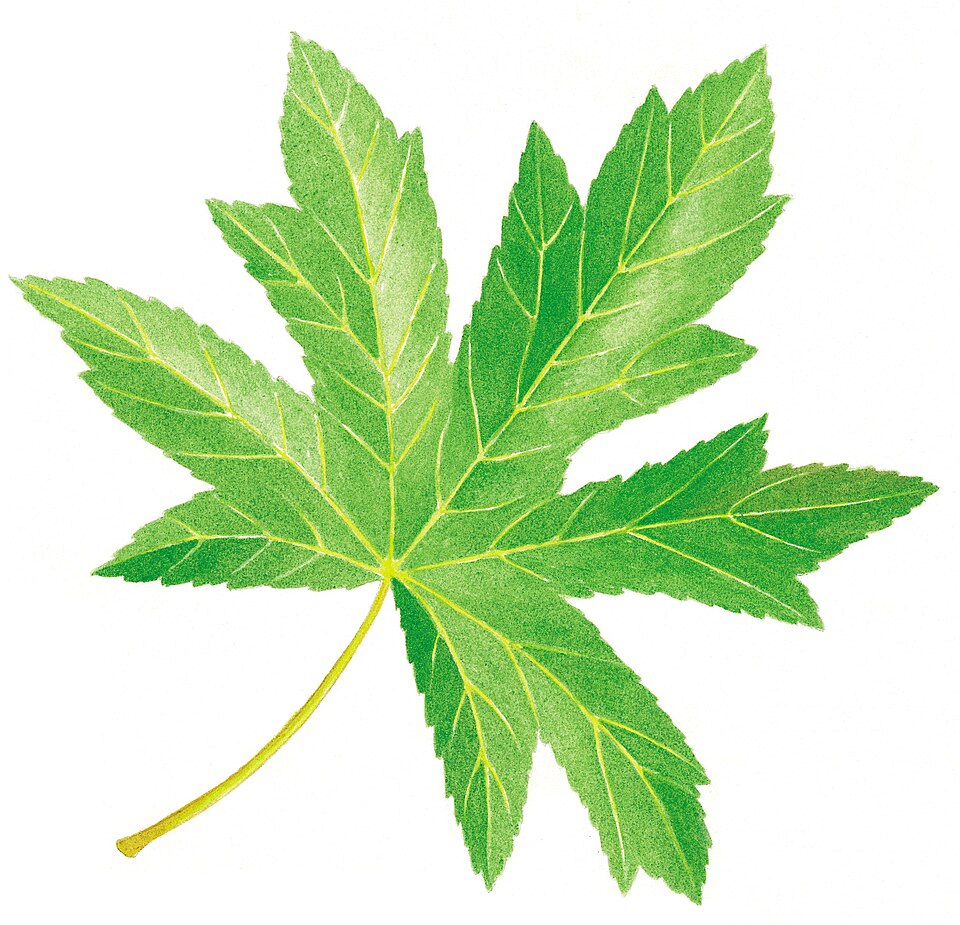 Tinh dầu Bồ kết Styrax (Liquidambar orientalis / Liquidambar styraciflua) — minh hoạ thực vật