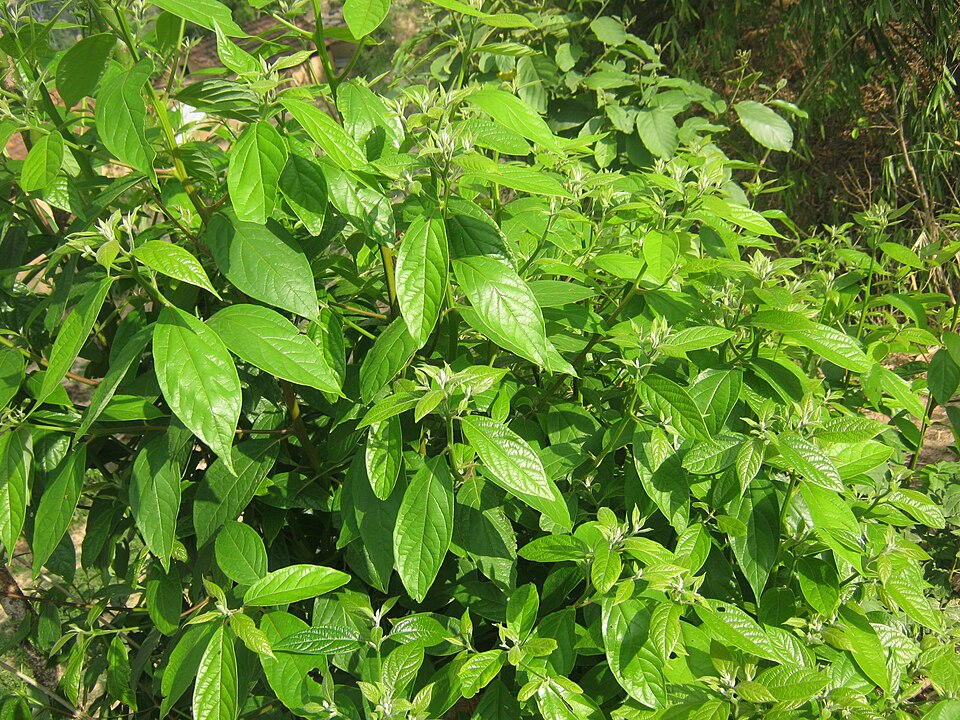 Tinh dầu Sugandha (Cinnamomum glaucescens) — minh hoạ thực vật