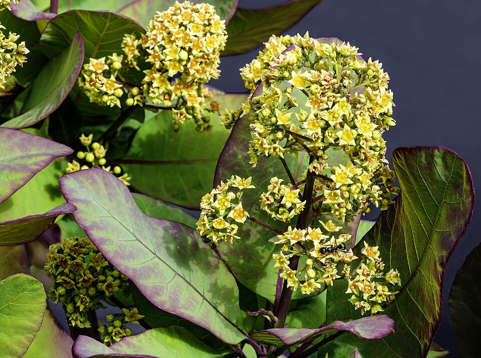 Tinh dầu Sumac Venice (Cotinus coggygria) — minh hoạ thực vật