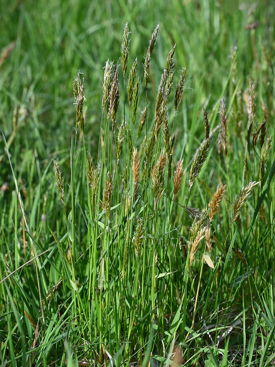 Tinh dầu Cỏ Sweet Vernal (Anthoxanthum odoratum) — minh hoạ thực vật