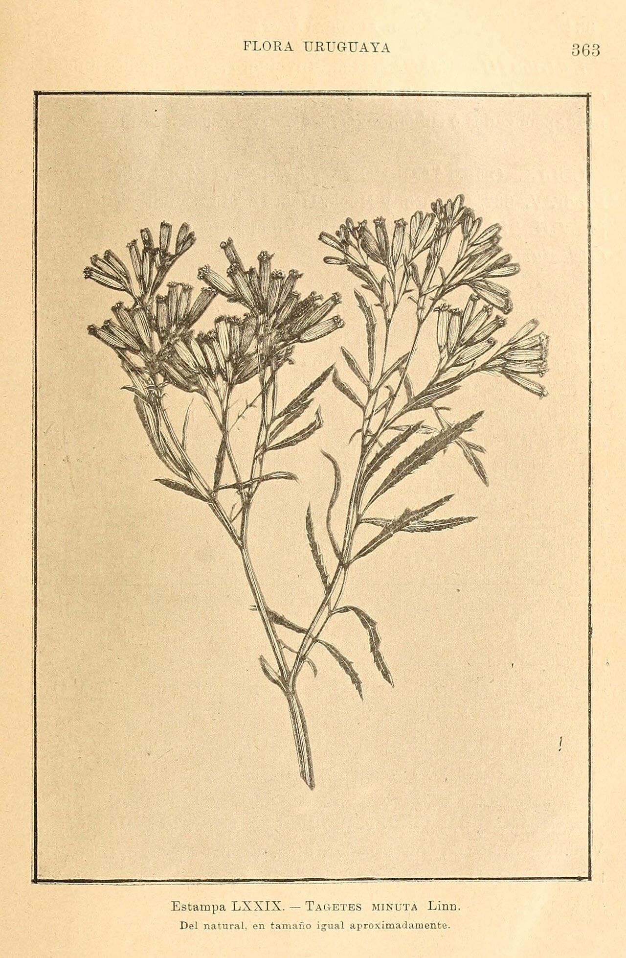 Tinh dầu Vạn thọ (Tagetes minuta) — minh hoạ thực vật