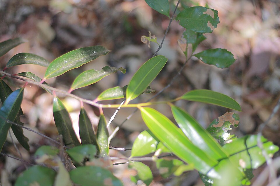 Tinh dầu Tana (Cinnamosma macrocarpa) — minh hoạ thực vật