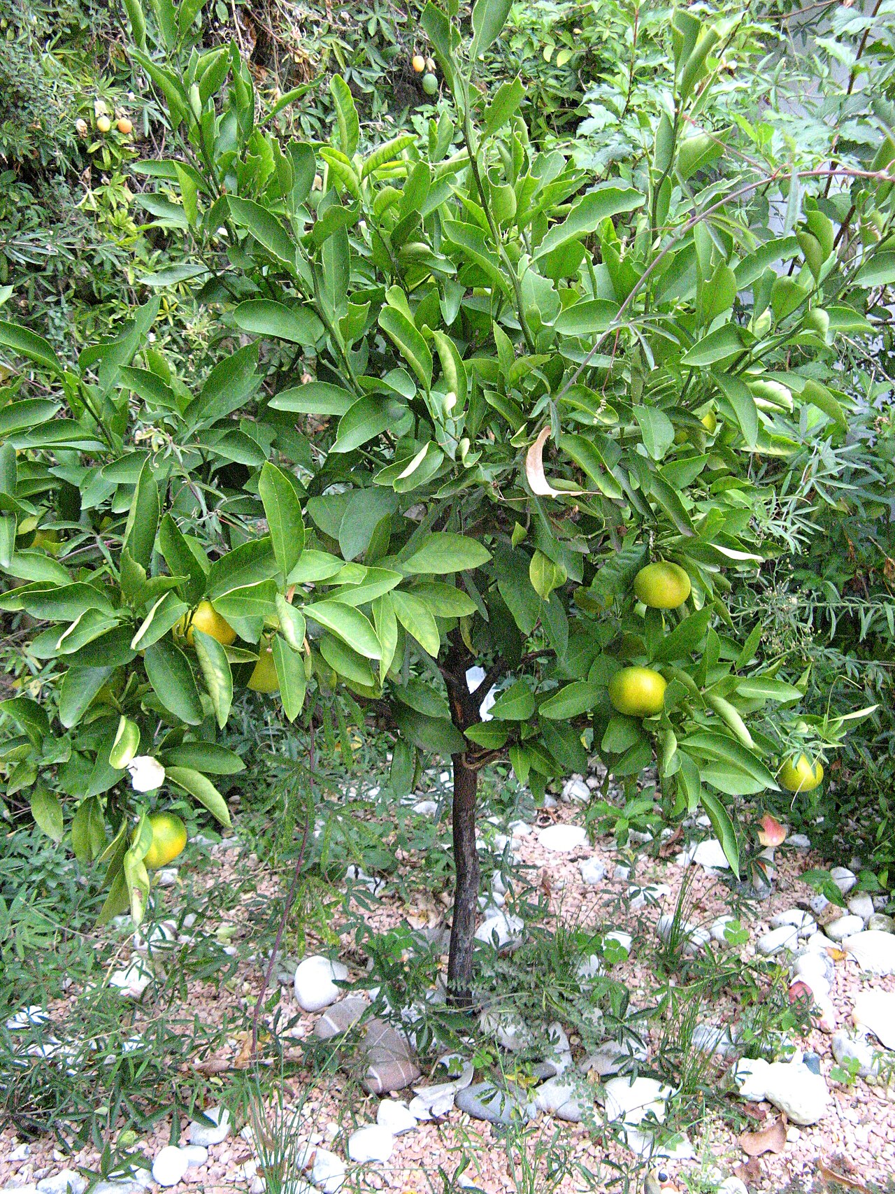 Tinh dầu Cam lai Tangelo (Citrus × tangelo) — minh hoạ thực vật