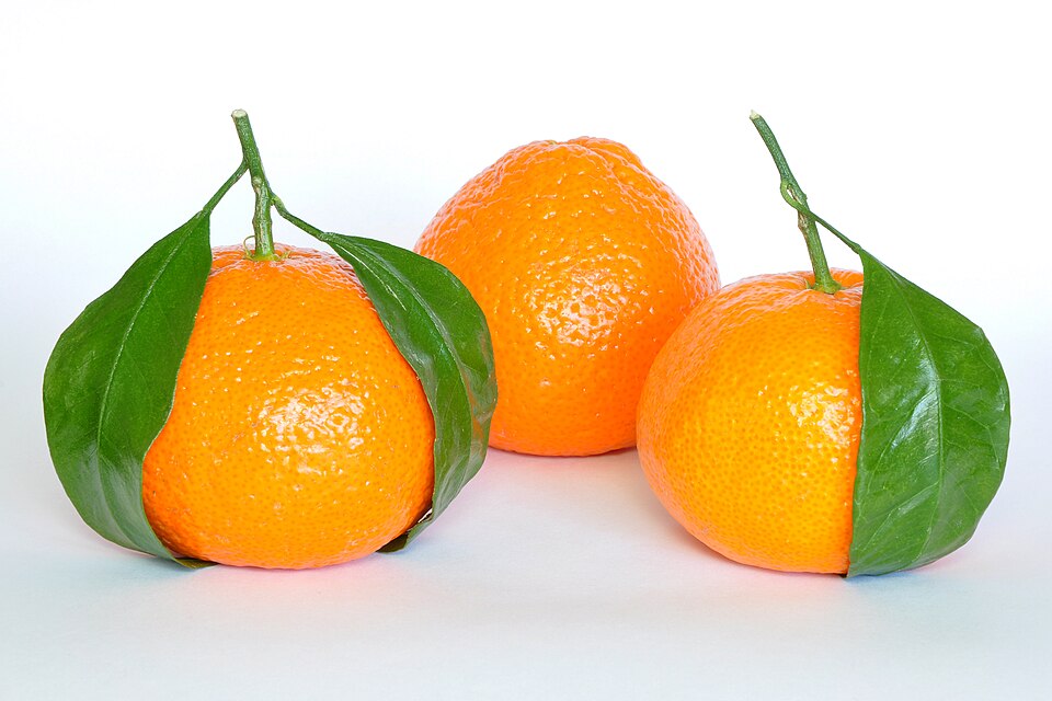 Tinh dầu Quýt Tangerine (Citrus reticulata) — minh hoạ thực vật