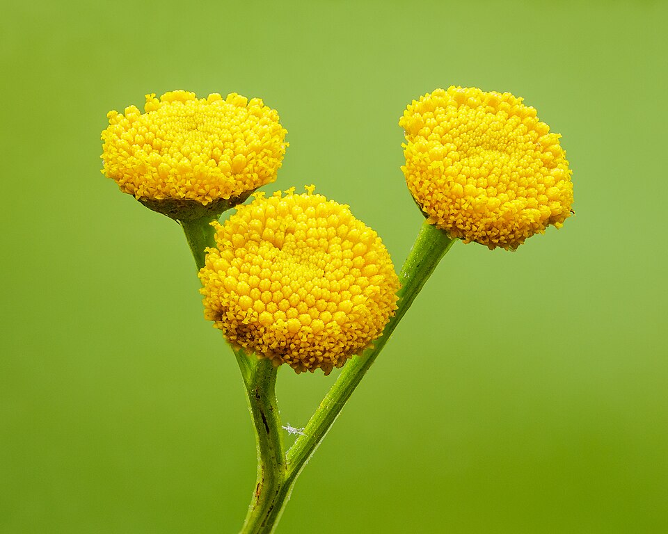 Tinh dầu Ngải Tansy xanh (Tanacetum annuum) — minh hoạ thực vật