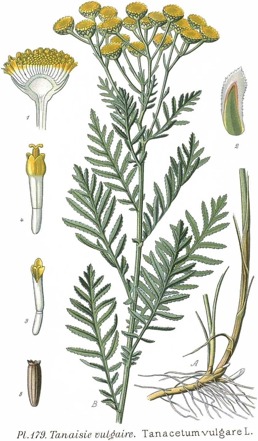 Tinh dầu Ngải Tansy (Tanacetum vulgare) — minh hoạ thực vật