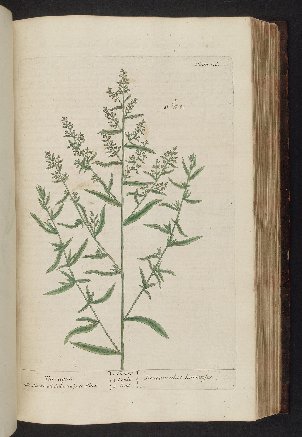 Tinh dầu Ngải giấm (Artemisia dracunculus) — minh hoạ thực vật