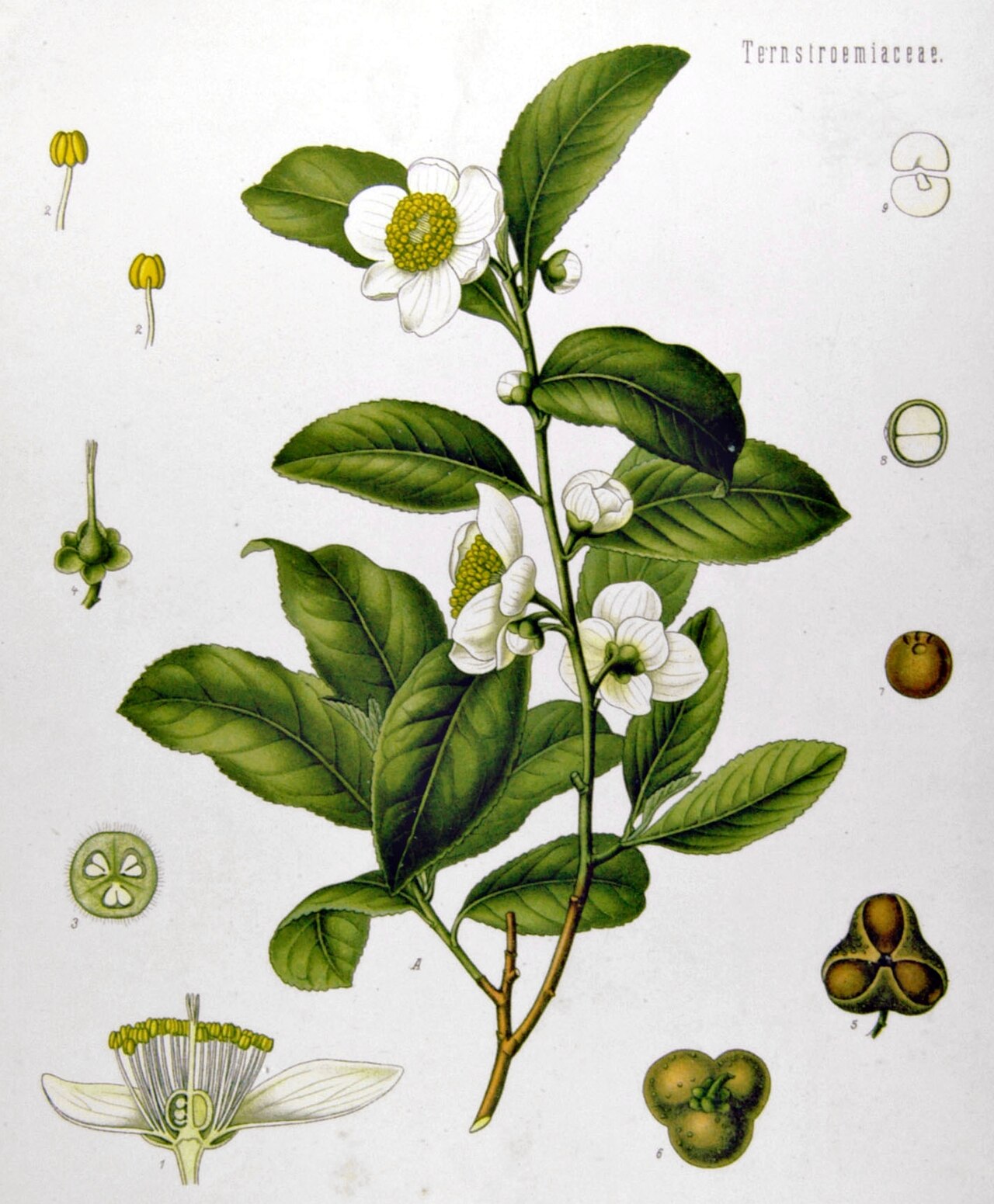 Tinh dầu Lá trà (Camellia sinensis) (Camellia sinensis) — minh hoạ thực vật