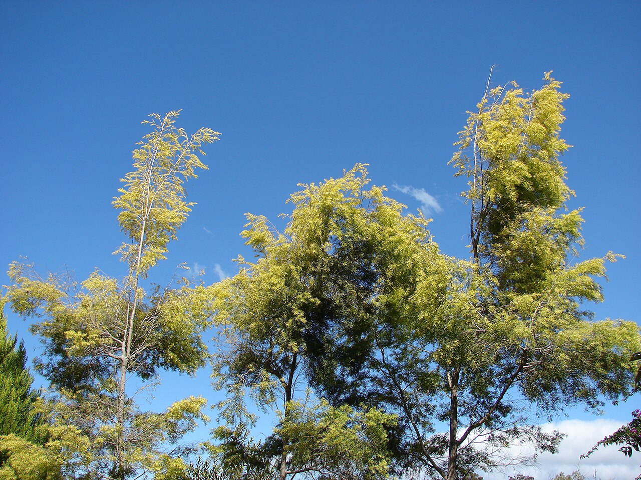 Tinh dầu Tràm trà đen (Melaleuca bracteata) — minh hoạ thực vật