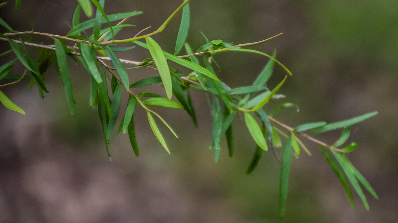Tinh dầu Tràm trà chanh (Leptospermum petersonii) — minh hoạ thực vật