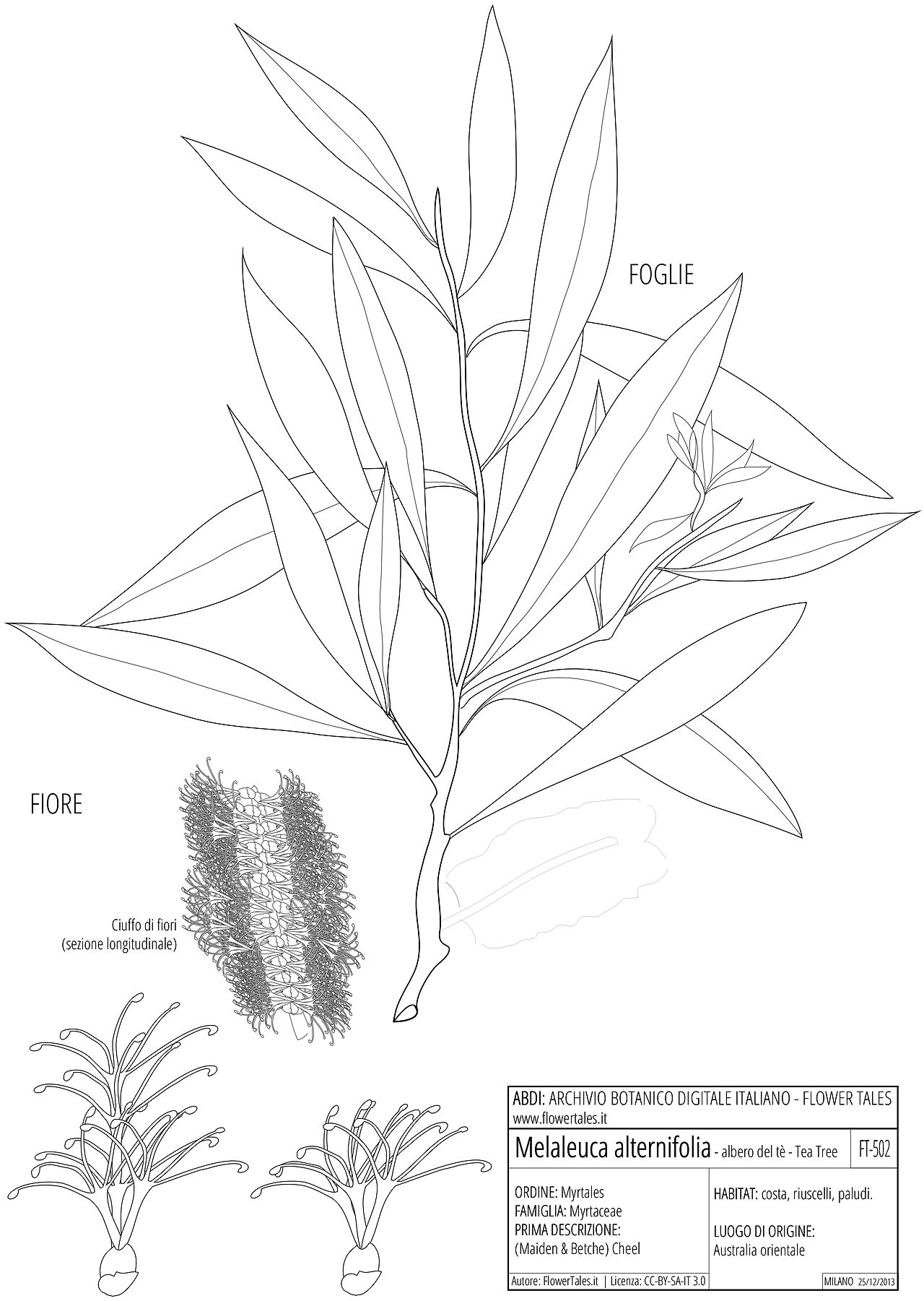 Tinh dầu Tràm trà (Melaleuca alternifolia) — minh hoạ thực vật