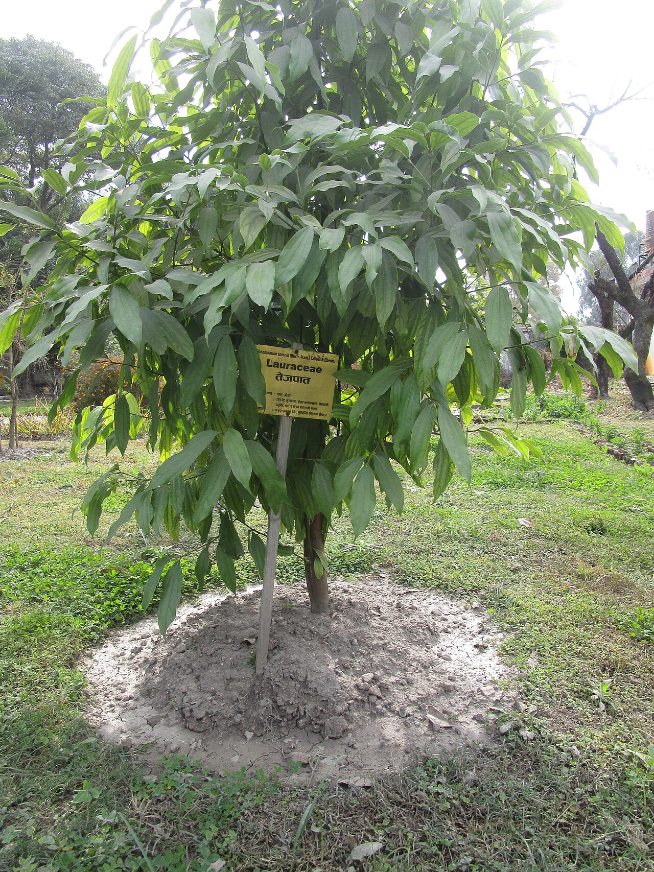 Tinh dầu Tejpat (Cinnamomum tamala) — minh hoạ thực vật