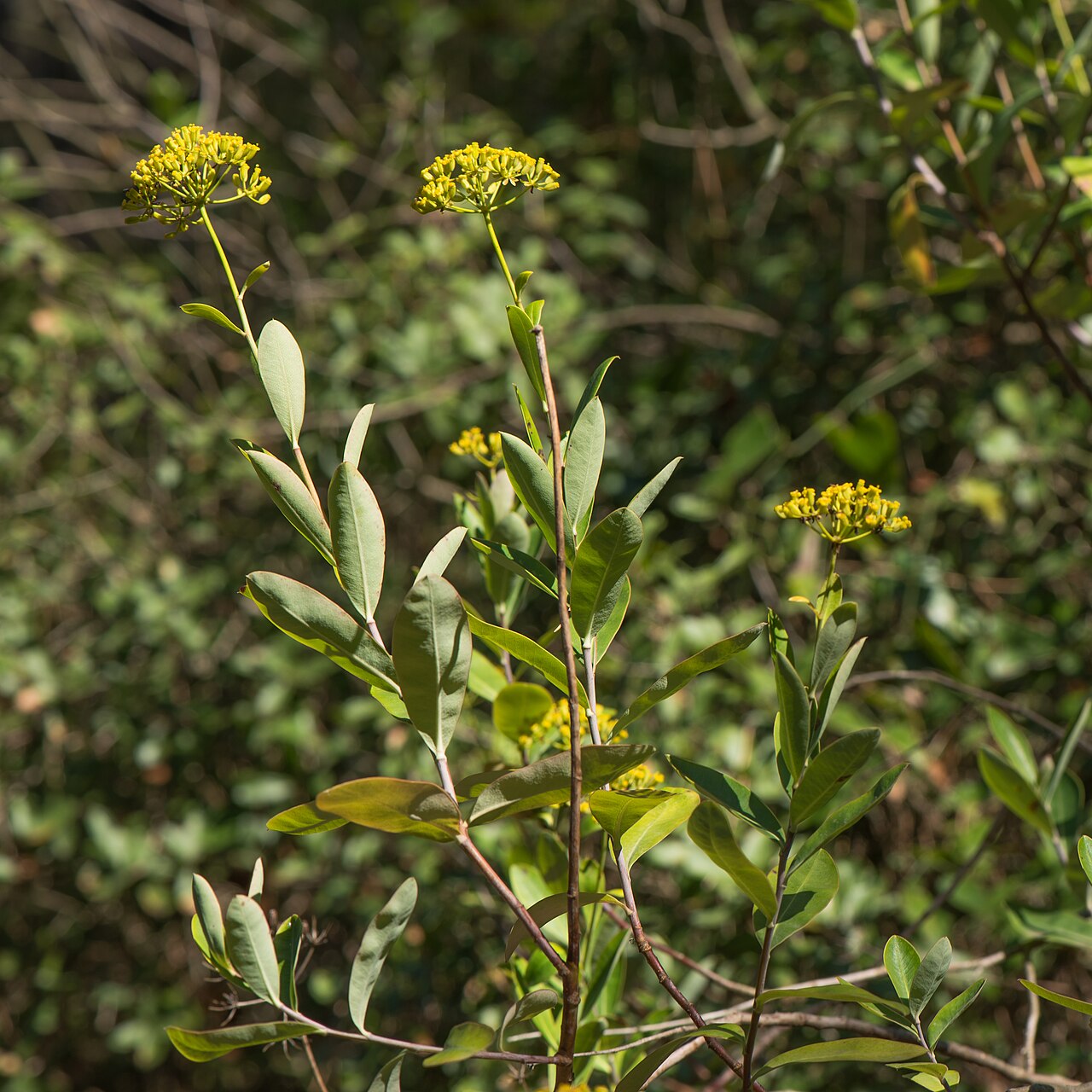 Tinh dầu Thorow Wax (Bupleurum) (Bupleurum fruticosum) — minh hoạ thực vật