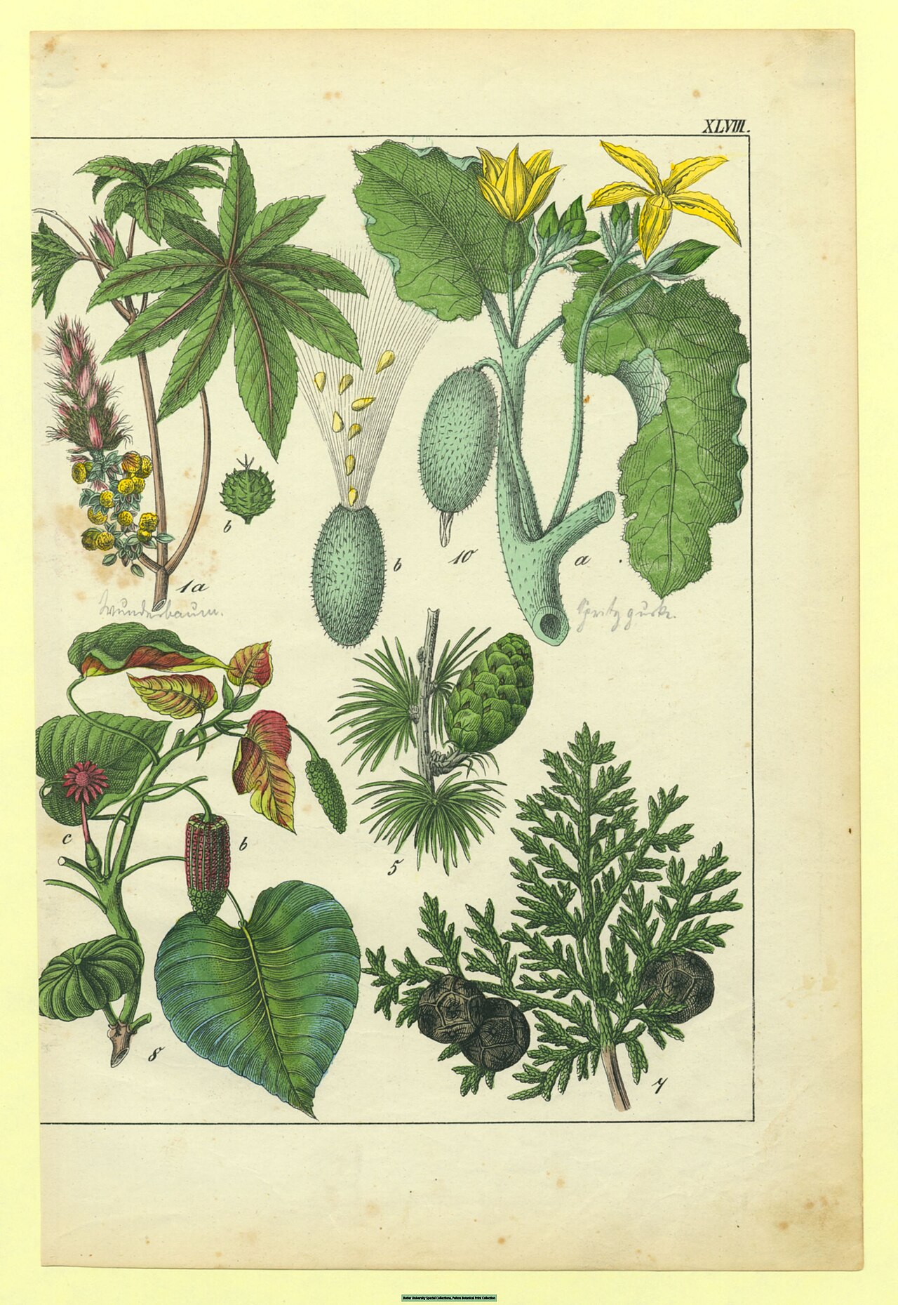 Tinh dầu Trắc bá (Thuja occidentalis) — minh hoạ thực vật