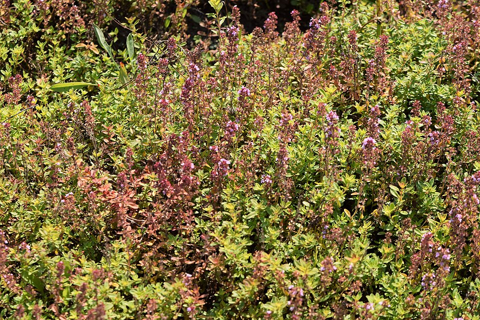 Tinh dầu Cỏ xạ hương chanh (Thymus citriodorus) — minh hoạ thực vật