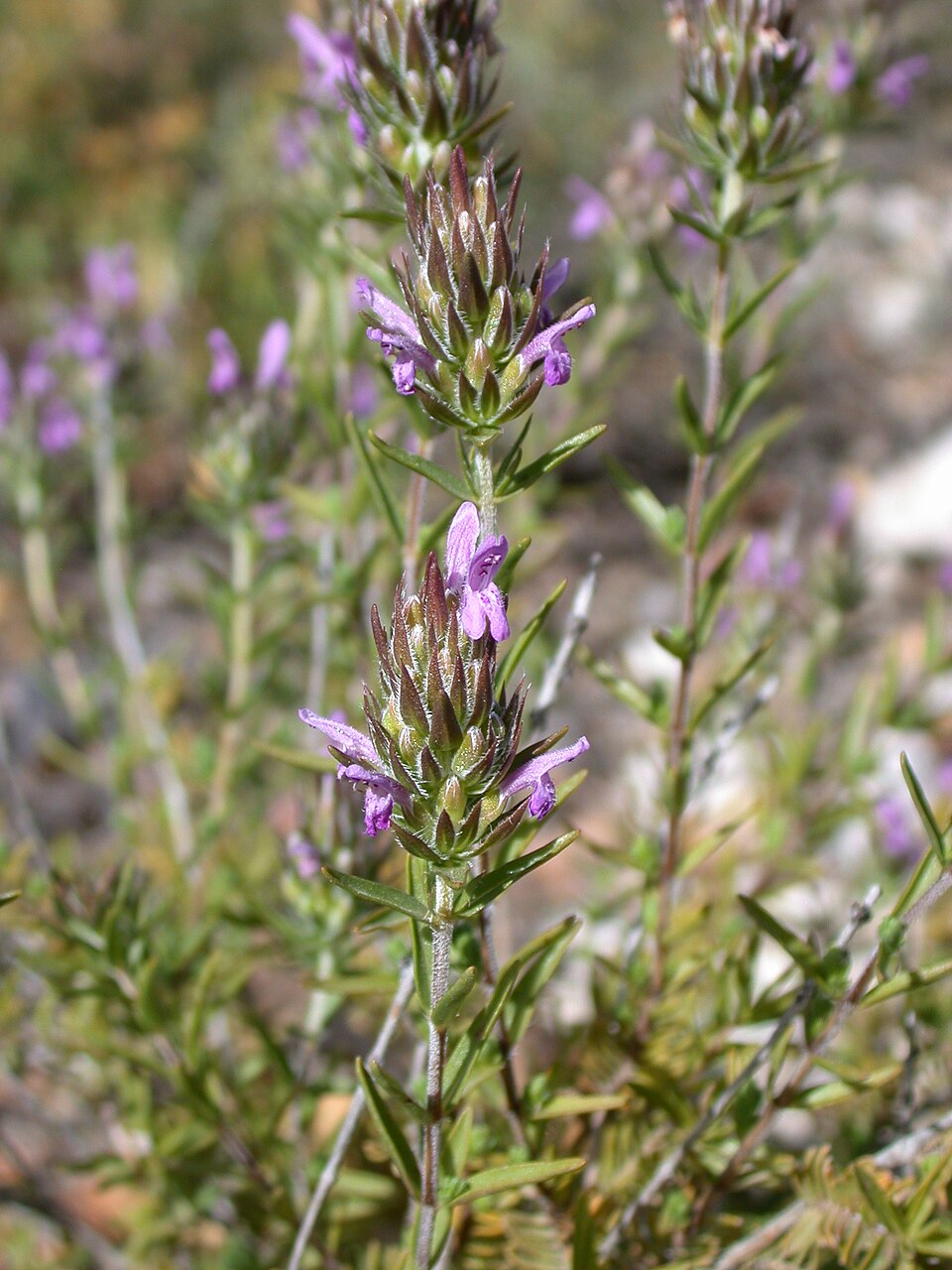 Tinh dầu Cỏ xạ hương đực (Thymbra spicata) — minh hoạ thực vật