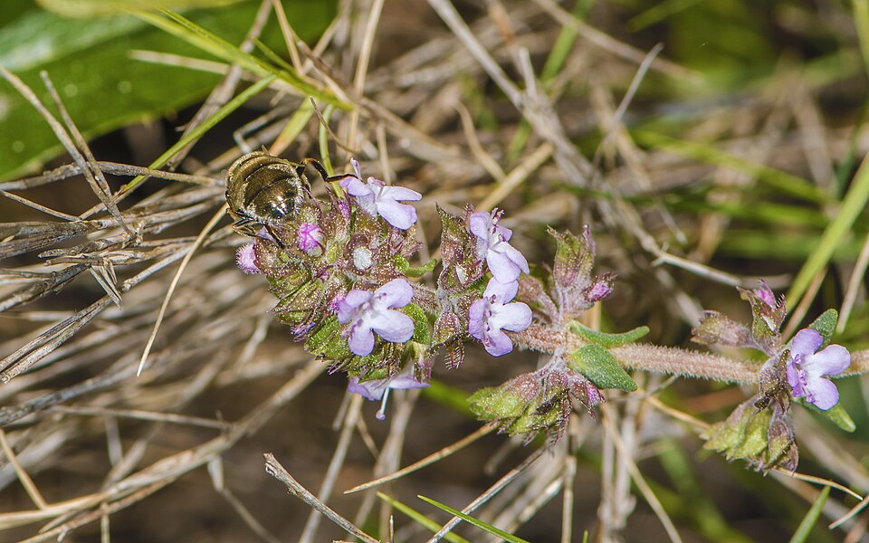 Tinh dầu Cỏ xạ hương (Thymus vulgaris / Thymus serpyllum / Thymus zygis) — minh hoạ thực vật