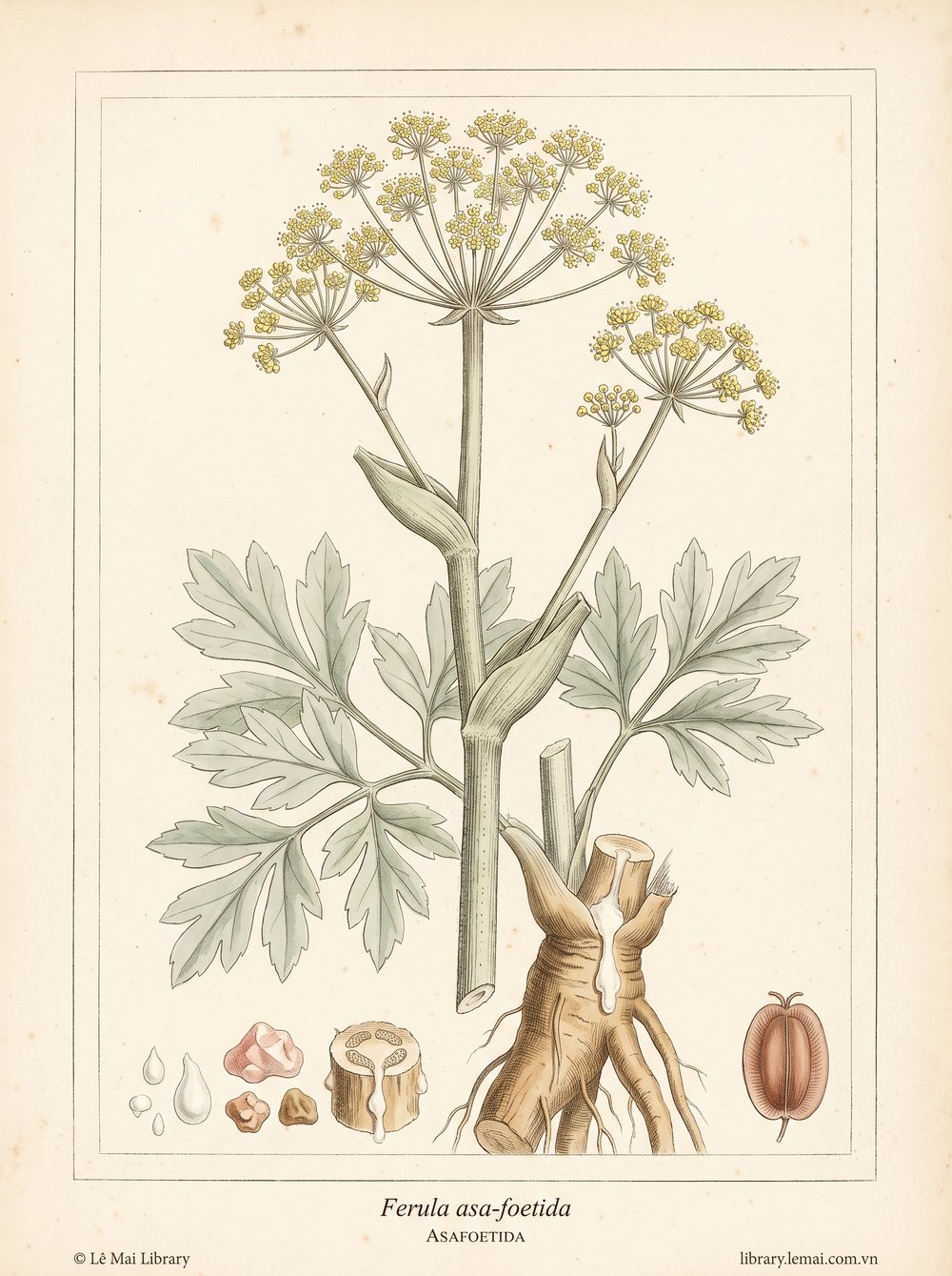 Botanical illustration of Ferula asa-foetida, whose gum resin yields Asafoetida essential oil